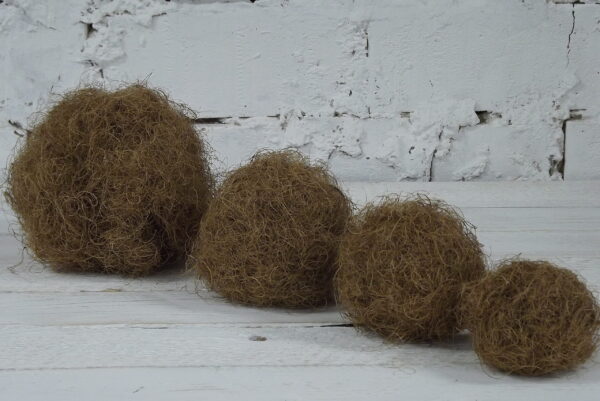 Biolagunev - kookoskiud